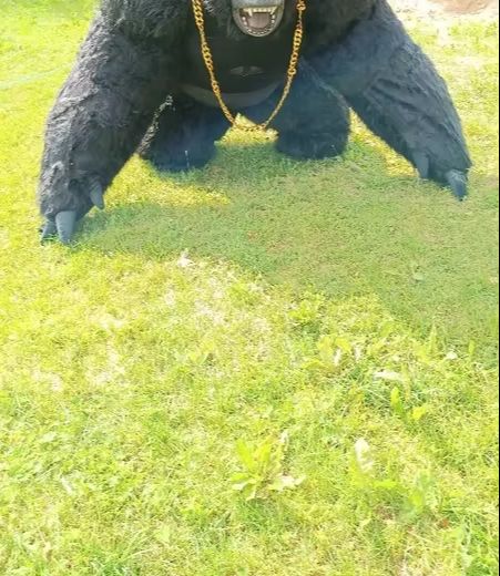 Disfraz de gorila inflable de  - Anime Cosplay Real Life reseña y precio